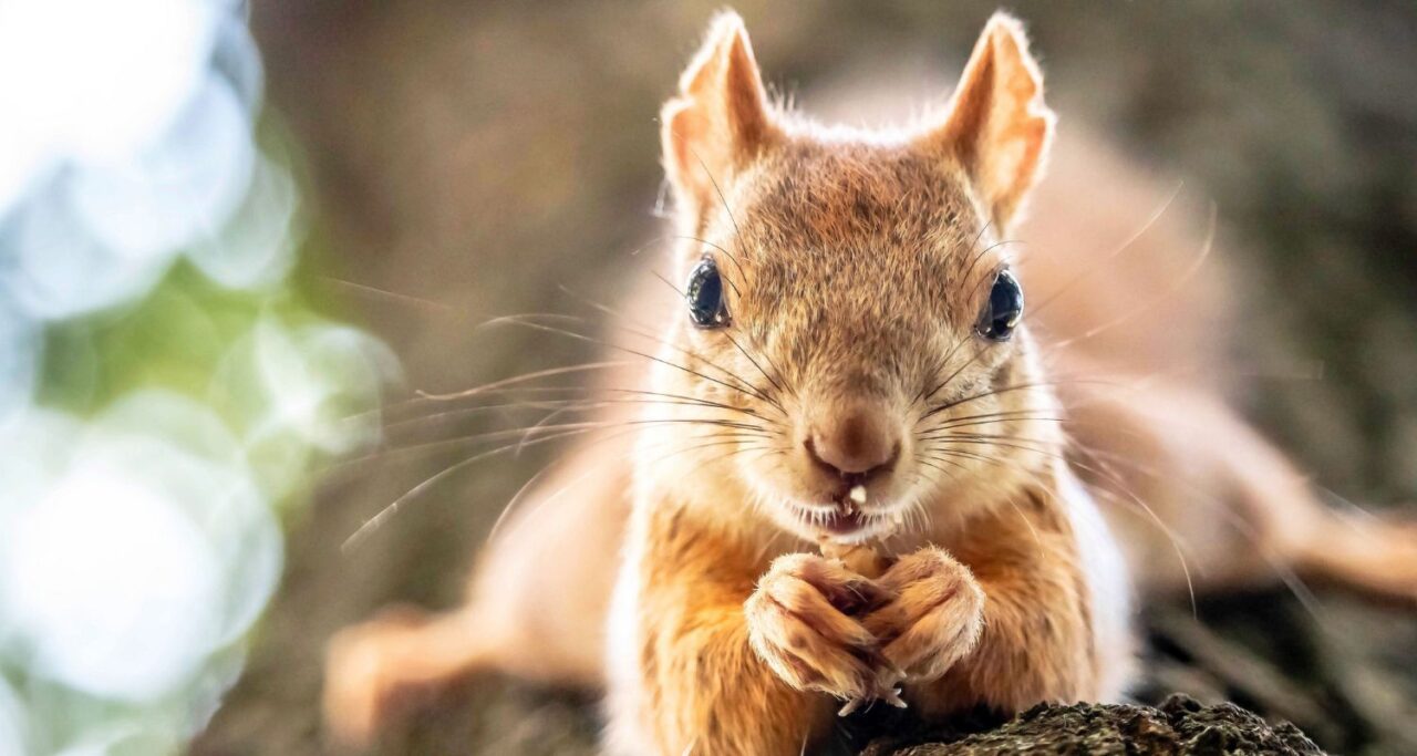 Ankieta dla maturzystów